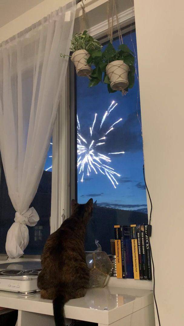 foto kucing menikmati kembang api (reddit.com/user/5ftwndr)