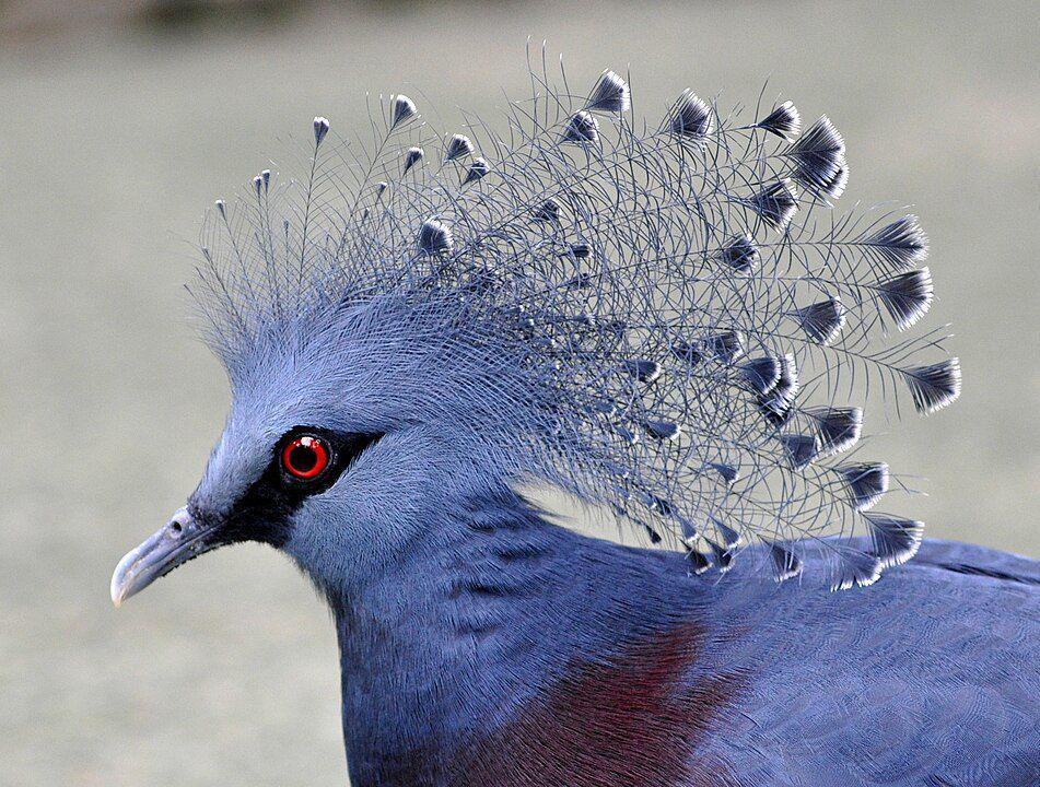 6 Spesies Burung dengan Bentuk Jambul Memukau, Ada yang Mirip Jarum!