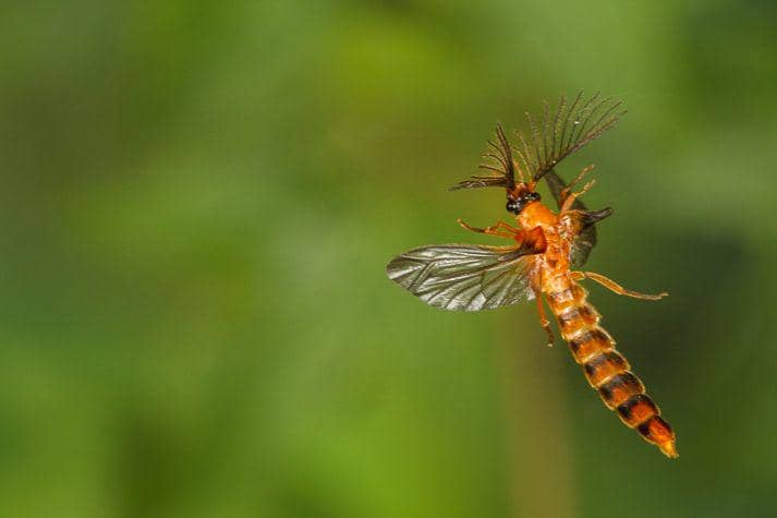 Glowworm hewan dengan kemampuan berburu yang brutal
