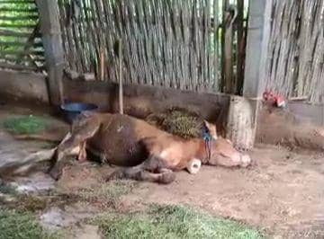 Wabah PMK Meluas hingga Ponorogo, Puluhan Sapi Dilaporkan Mati