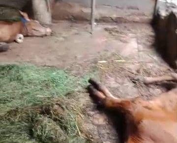 Puluhan sapi milik warga Jenangan Ponorogo mati mendadak. IDN Times/ Istimewa.