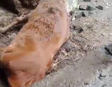 Puluhan sapi milik warga Jenangan Ponorogo mati mendadak. IDN Times/ Istimewa.