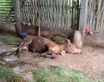 Puluhan sapi milik warga Jenangan Ponorogo mati mendadak. IDN Times/ Istimewa.