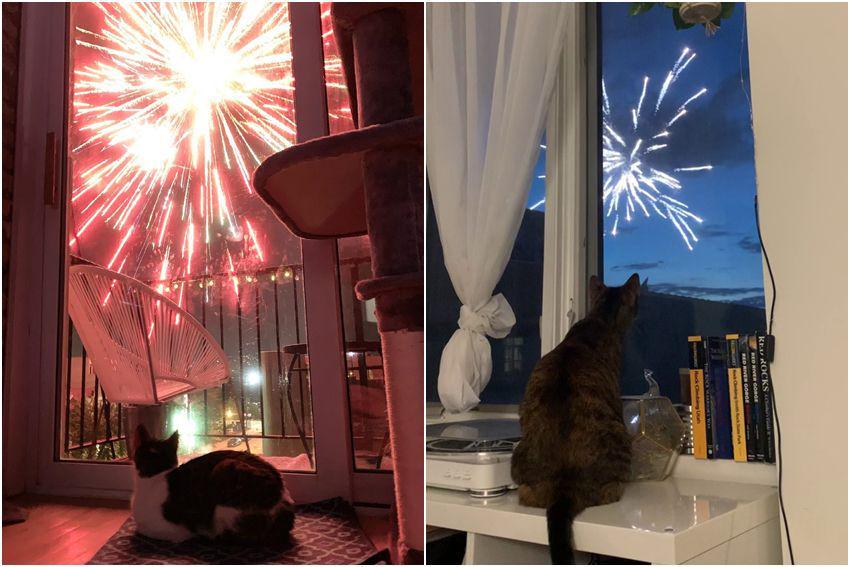 7 Foto Kucing Nonton Kembang Api, Terpukau Lihat Langit!
