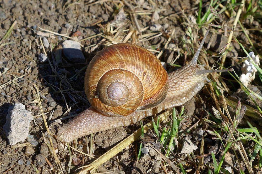 Siput romawi (commons.wikimedia.org/Jakub Hałun)