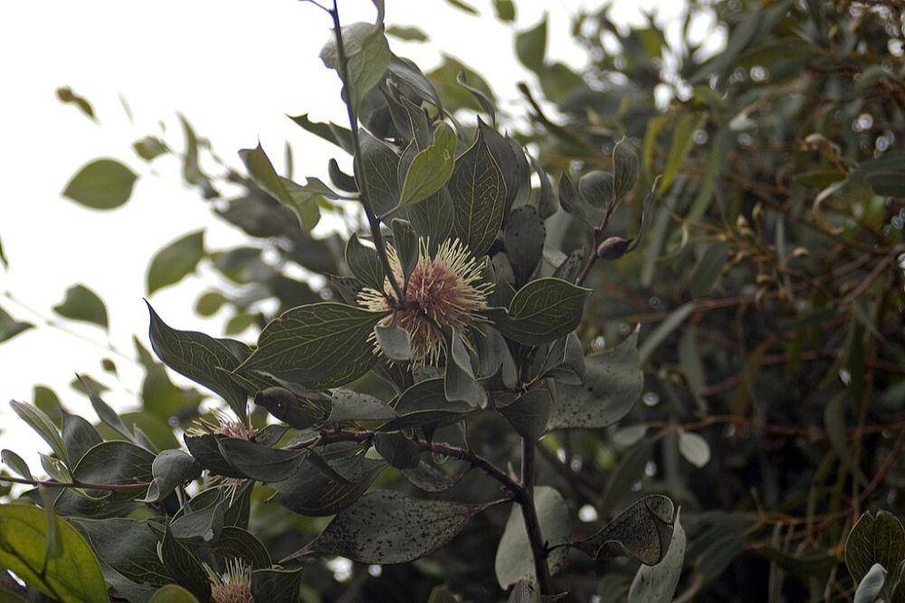 Sea urchin hakea (commons.wikimedia.org/Bidgee)