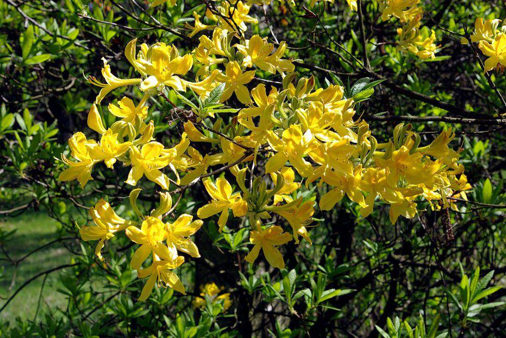 ilustrasi Rhododendron luteum (wikipedia.com/Chrumps)