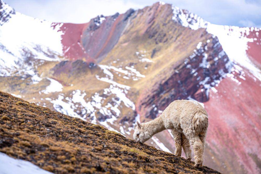 Ilustrasi gunung Vinicunca (freepik.com/wirestock)