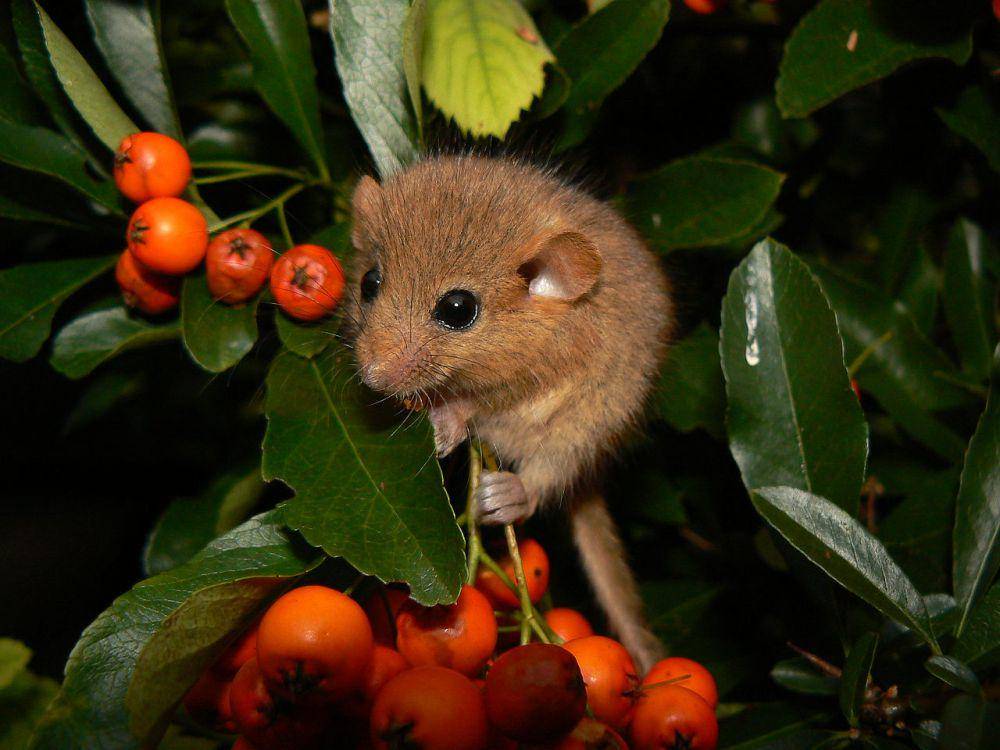 potret tikus hazel dewasa di sekitar tanaman buah (commons.wikimedia.org/Danielle Schwarz)