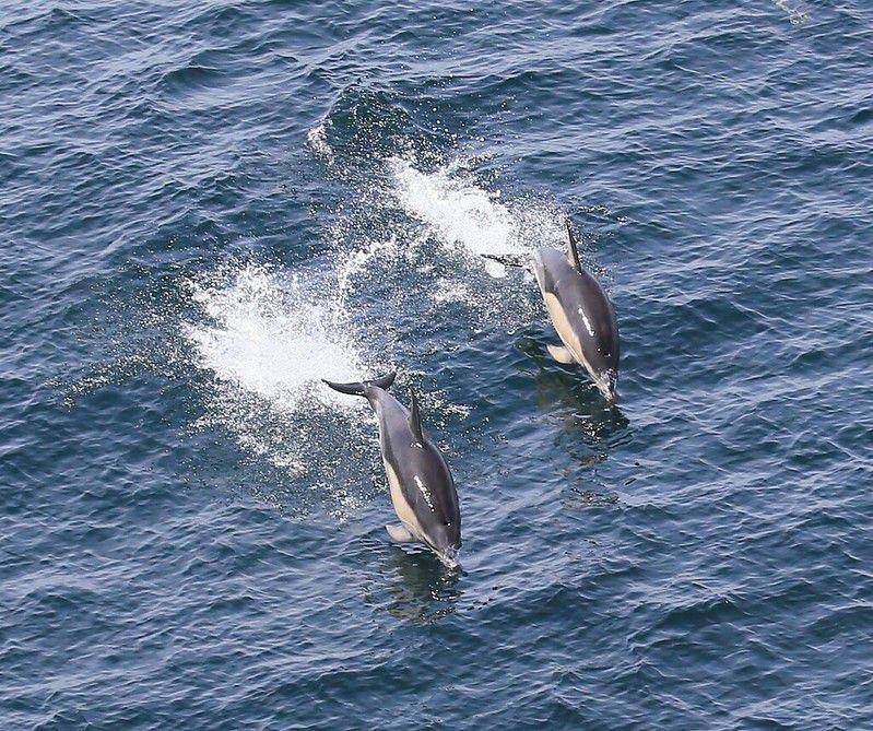 Hourglass Dolphin (flickr.com/Harold Moses)