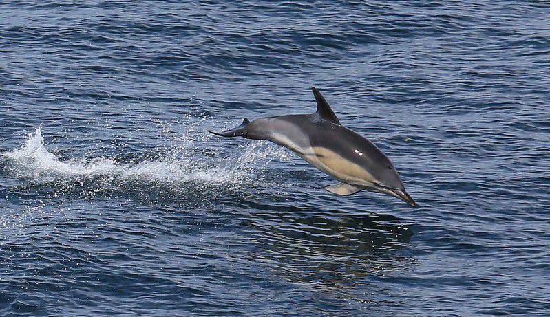 Hourglass Dolphin (flickr.com/Harold Moses)
