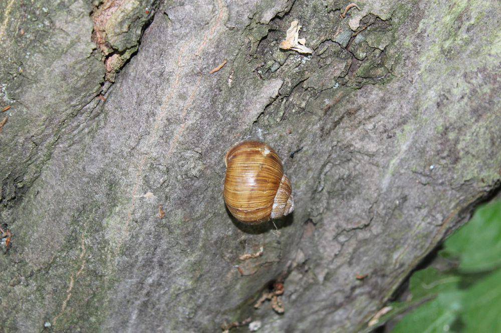 Siput romawi (commons.wikimedia.org/Janmanak)
