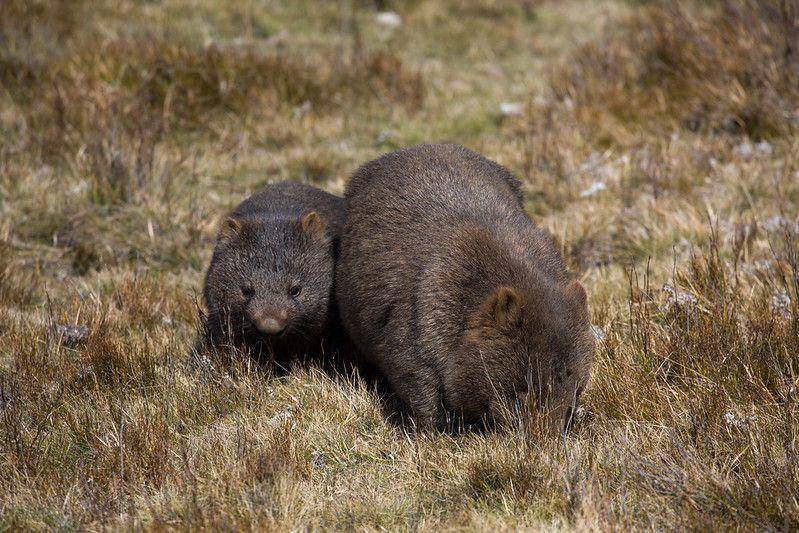 ilustrasi wombat (flickr.com/Keith Midson)