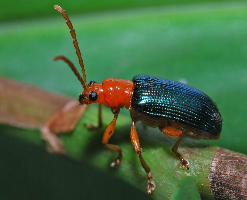 5 Fakta Menarik Kumbang Daun, Punya Habitat yang Beragam
