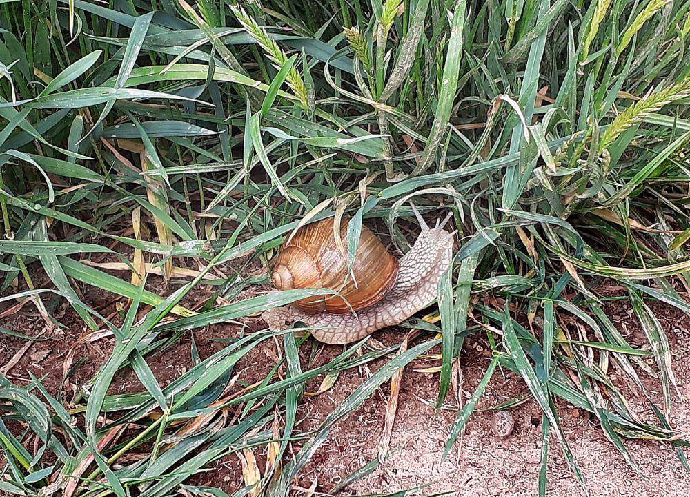 Siput romawi (commons.wikimedia.org/Nele Rößler)