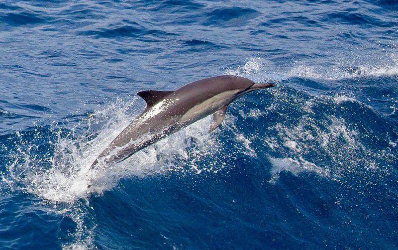 Hourglass Dolphin (flickr.com/Harold Moses)
