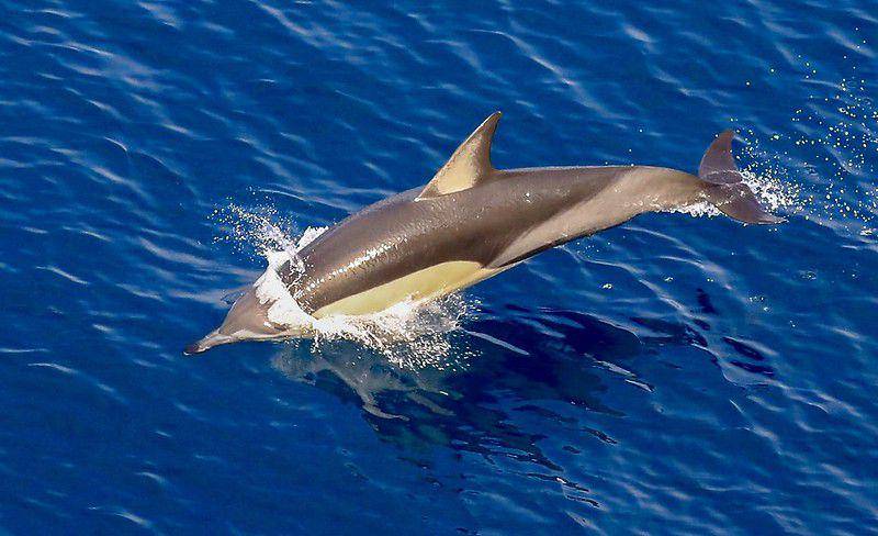 Hourglass Dolphin (flickr.com/Harold Moses)