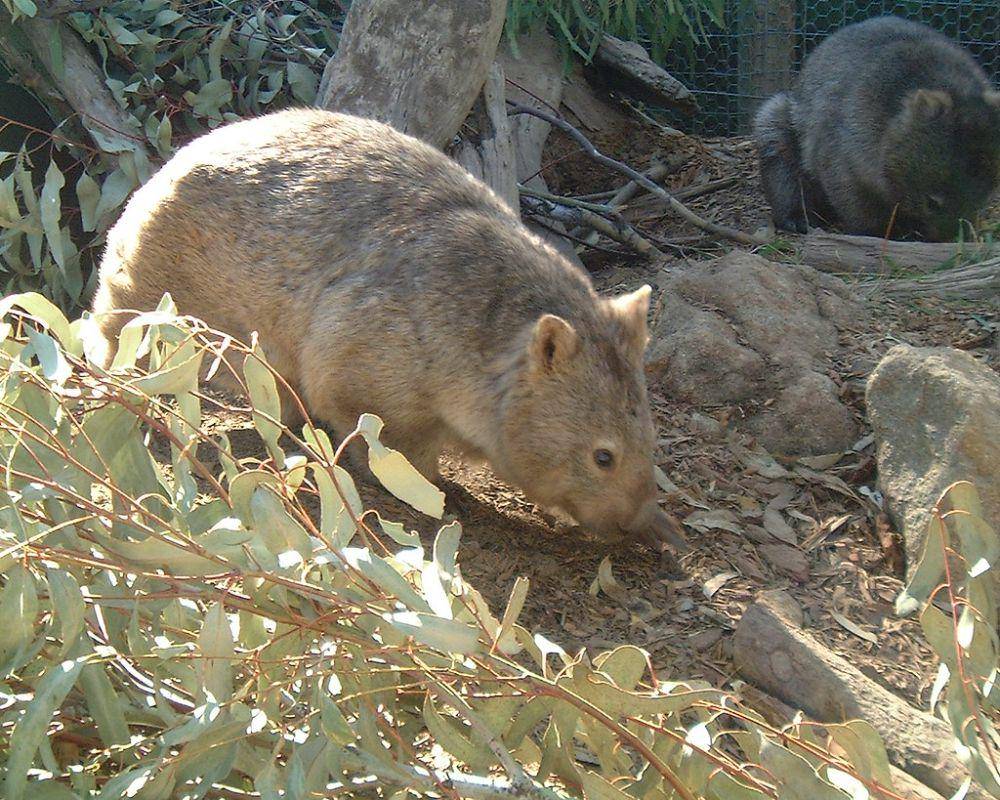 ilustrasi wombat (flickr.com/Hulme-Jones)