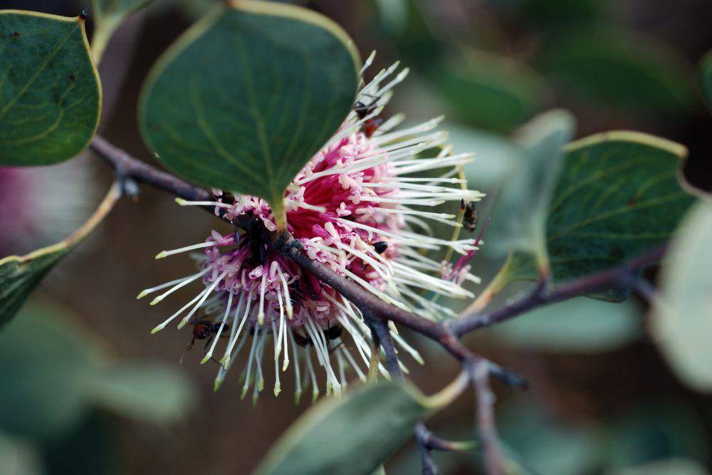 Sea urchin hakea (flickr.com/Jean and Fred Hort)