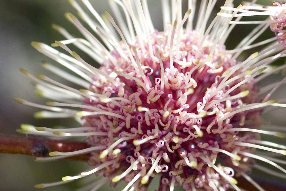 Bunga dari sea urchin hakea (flickr.com/ Jean and Fred Hort)