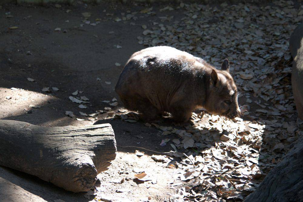 ilustrasi wombat (flickr.com/Stephen KUCHNO)