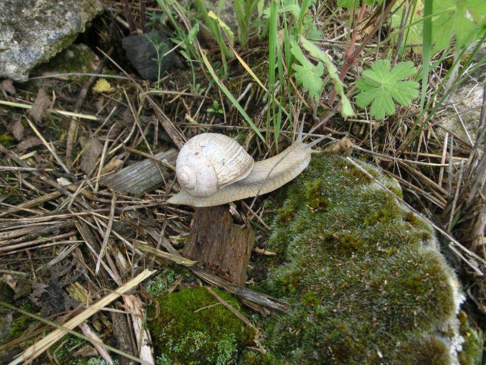 Siput romawi (commons.wikimedia.org/René Hourdry)