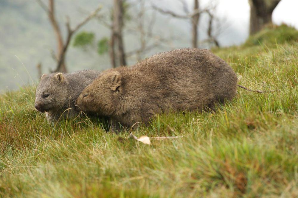 7 Fakta Wombat, Hewan Endemik Menggemaskan Asal Australia