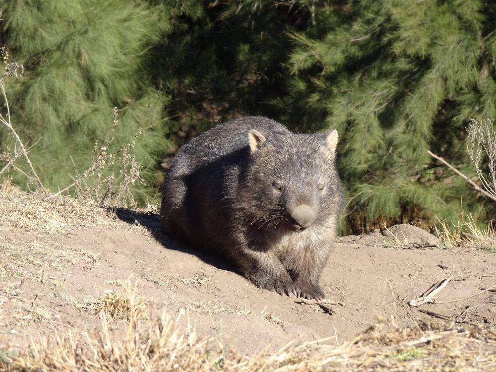 ilustrasi wombat (flickr.com/Richard)