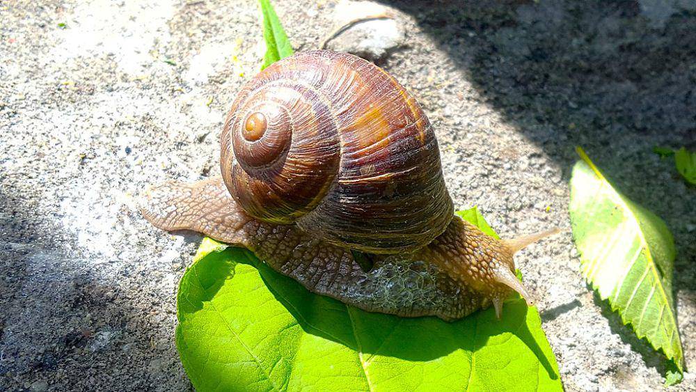Siput romawi (commons.wikimedia.org/Violmsyan)