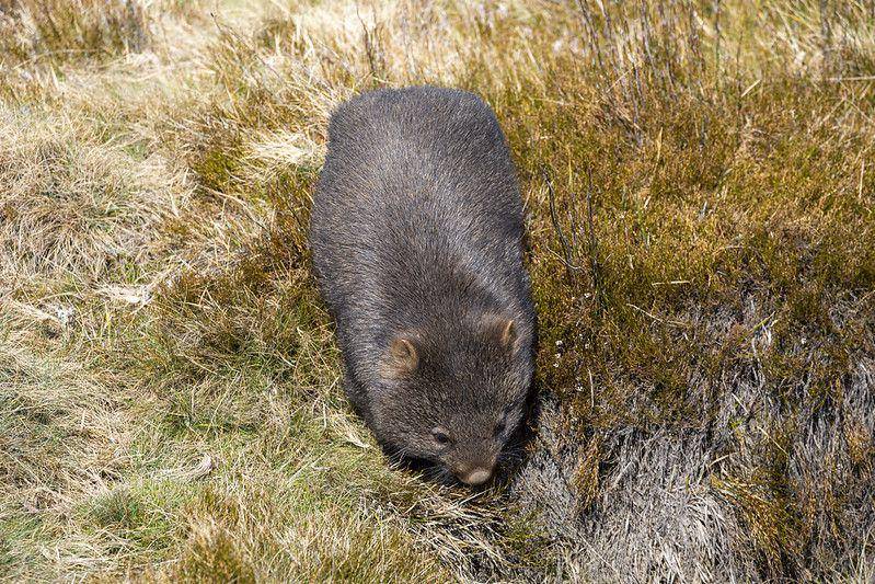ilustrasi wombat (flickr.com/Keith Midson)