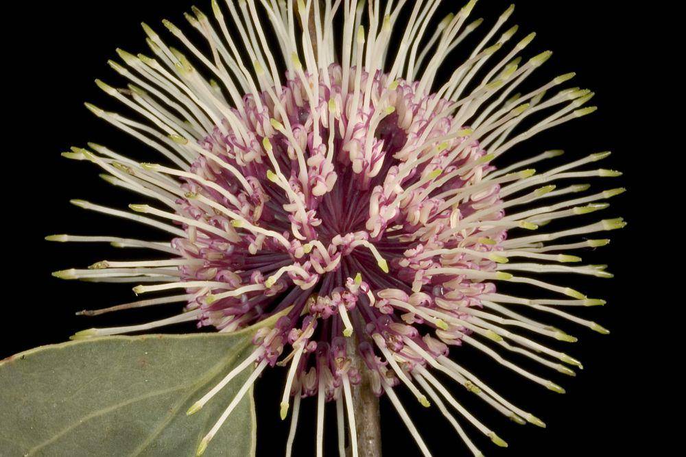 Bunga dari sea urchin hakea (flickr.com/Kevin Thiele)