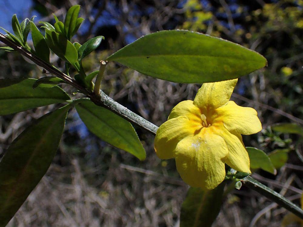 Melati Primrose (commons.wikimedia.org/Krzysztof Ziarnek, Kenraiz)