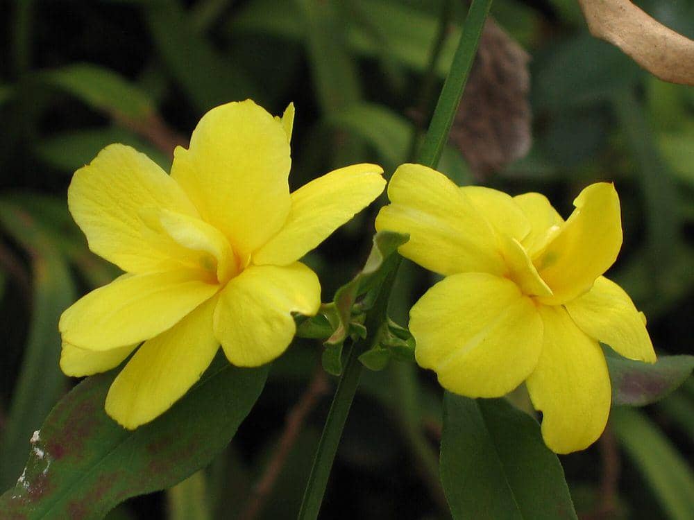 Melati Primrose (commons.wikimedia.org/阿橋 HQ)