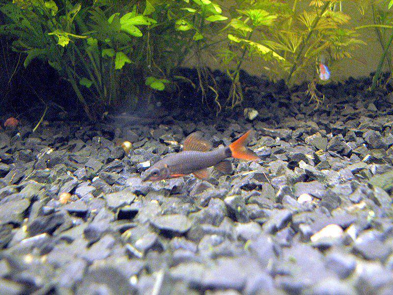 Hiu sirip merah merupakan spesies ikan yang menghuni dasar sungai. (commons.wikimedia.org/Gonzalo Valenzuela)