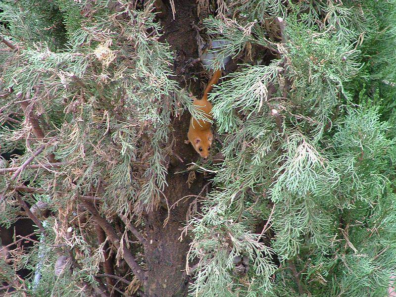 seekor tikus hazel yang sedang memanjat pohon pinus (commons.wikimedia.org/Massimo L.)