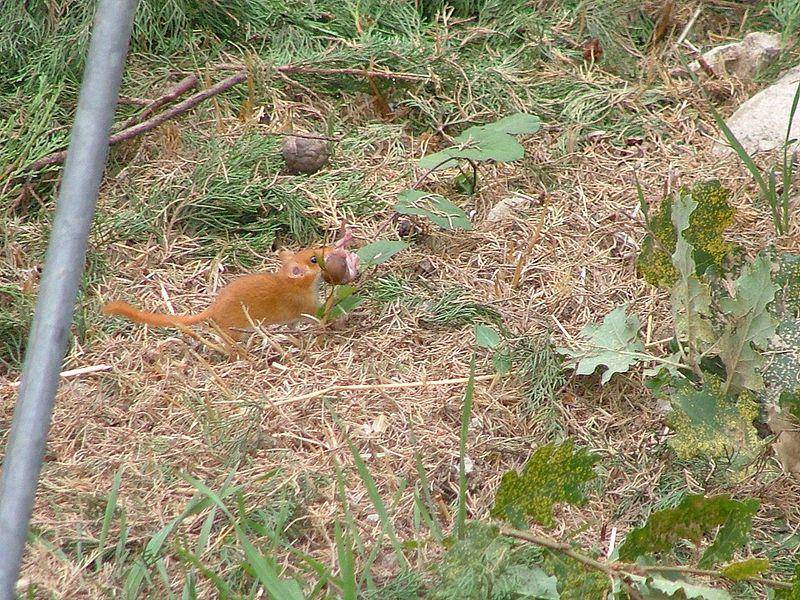 induk tikus hazel yang sedang memindahkan anaknya (commons.wikimedia.org/Massimo L.)