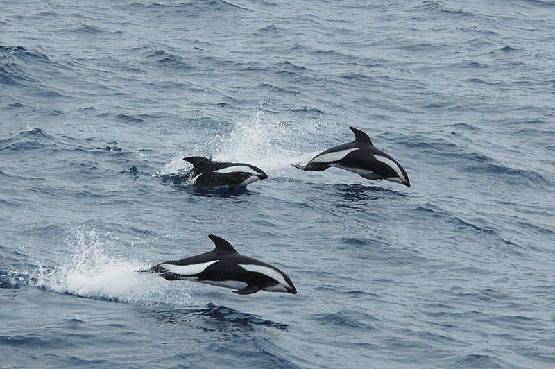Hourglass Dolphin (flickr.com/Trần Tuấn Long (Môi Trường))