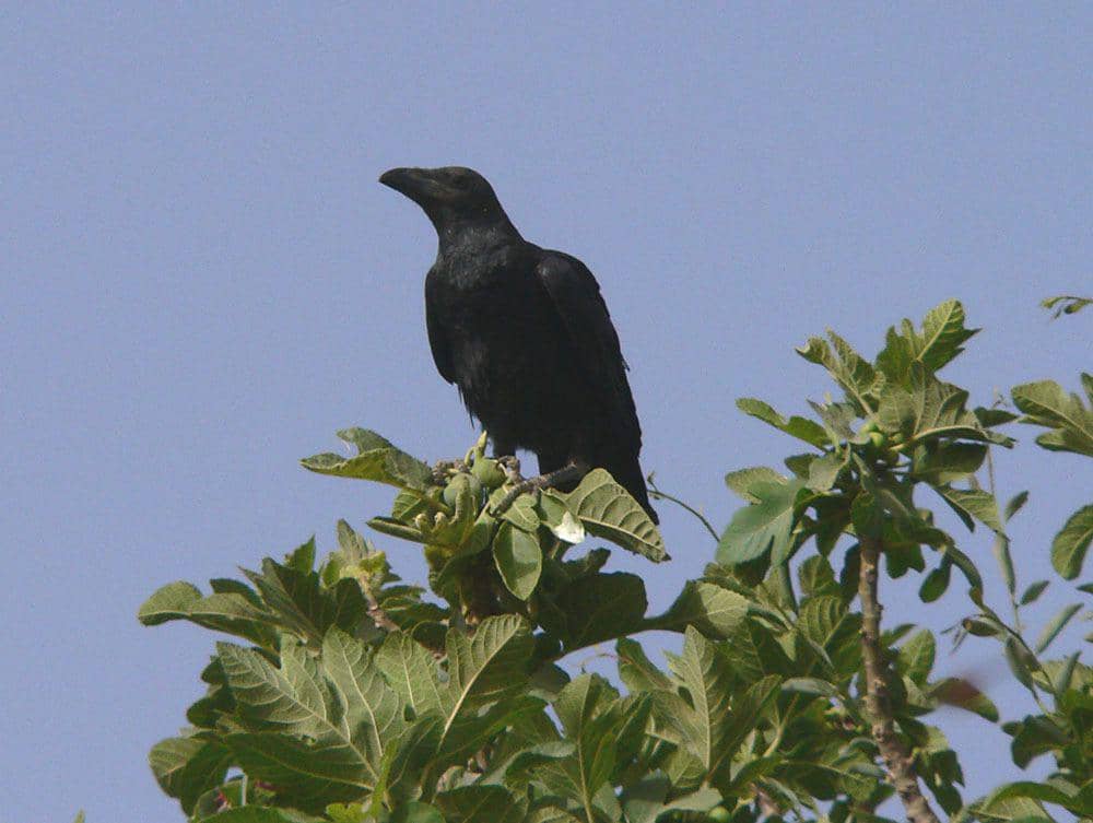 Gaok leher cokelat (commons.wikimedia.org/Christiaan Kooyman)
