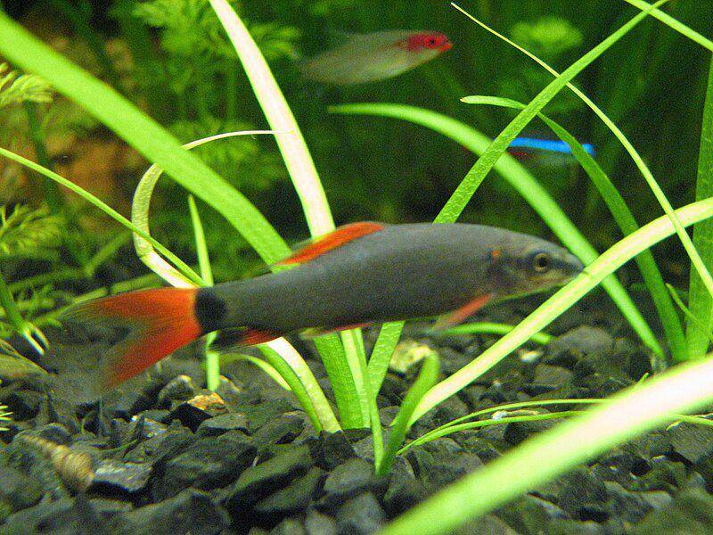 hiu sirip merah bukan termasuk hiu sejati (commons.wikimedia.org/Gonzalo Valenzuela)