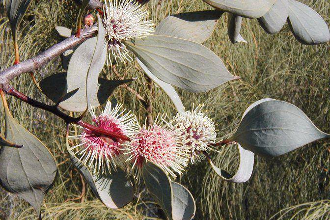 Sea urchin hakea (commons.wikimedia.org/Casliber)