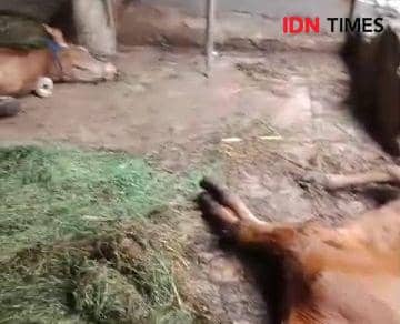 Puluhan sapi di Kecamatan Jenangan Ponorogo mati akibat PMK. IDN Times/ Riyanto.