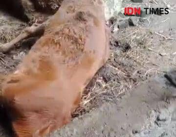 Puluhan sapi di Kecamatan Jenangan Ponorogo mati akibat PMK. IDN Times/ Riyanto.