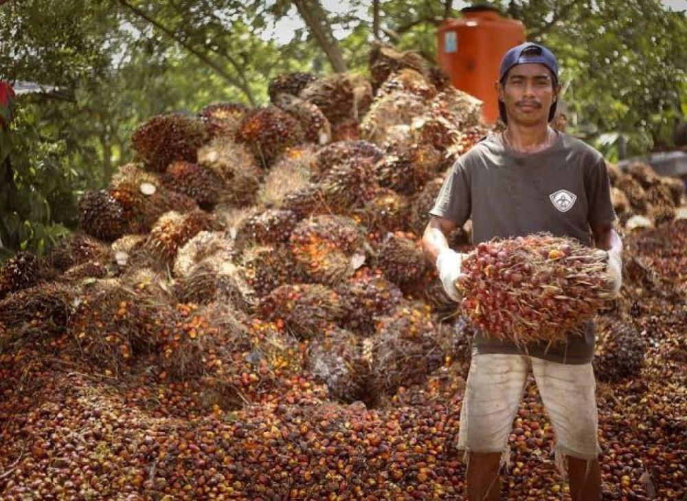 Harga TBS sawit di Kaltim mengalami lonjakan pada  periode 16–31 Desember 2024  kemarin. (Dok. Dinas Perkebunan Kaltim)