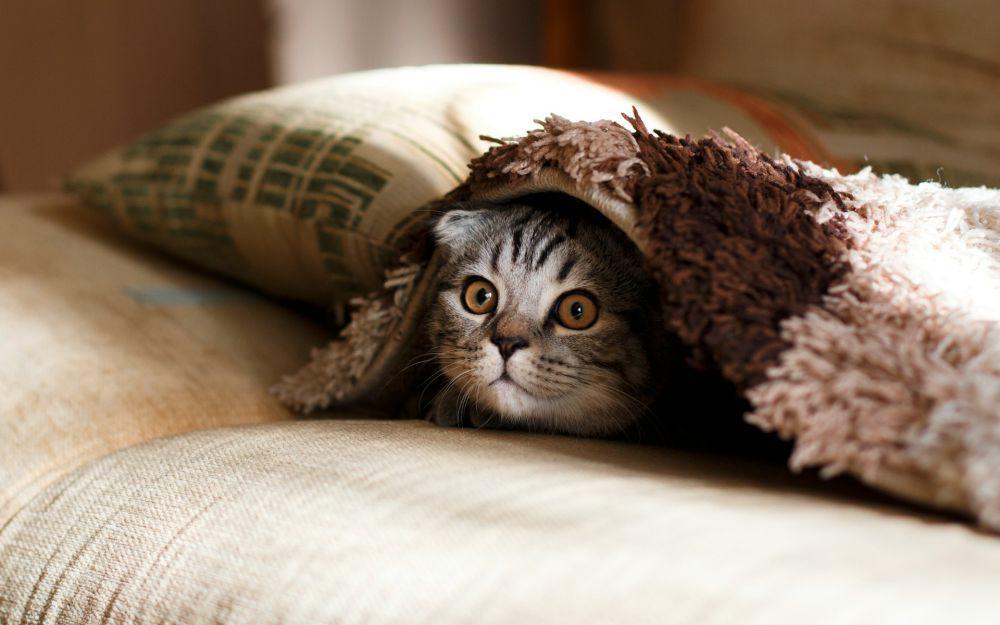 5 Hewan Peliharaan yang Dapat Menularkan Penyakit ke Manusia, Kucing!
