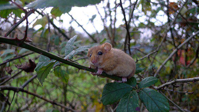 Tikus hazel merupakan jenis pengerat yang dapat ditemukan di Eropa. (commons.wikimedia.org/Dave Hernon)