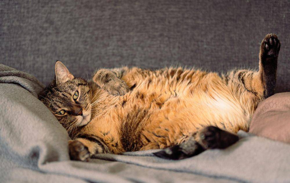 ilustrasi kucing yang sedang bersantai (pexels.com/Alexandre Anchling)