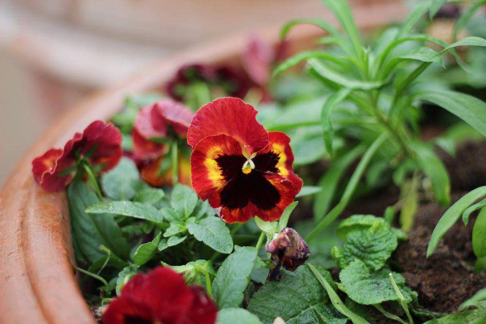 ilustrasi pansies (pexels.com/Ali Bensoula)