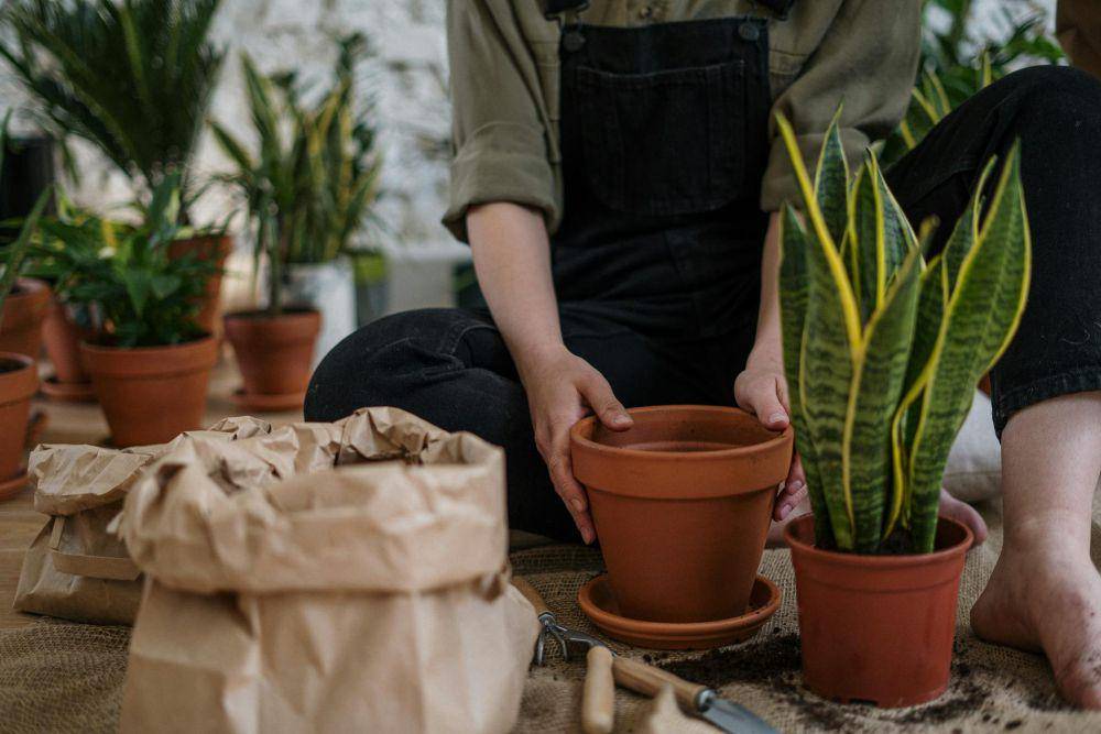 ilustrasi menanam sansevieria (pexels.com/@cottonbro)