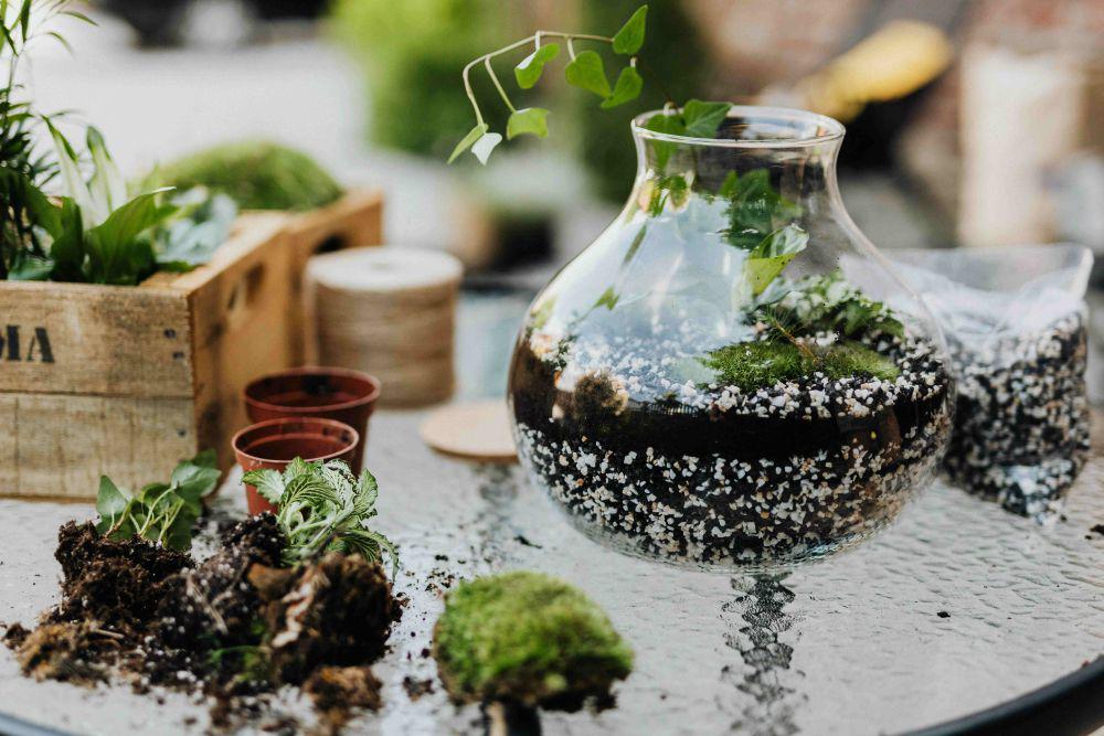11 Rekomendasi Tanaman Terbaik untuk Menghias Terarium