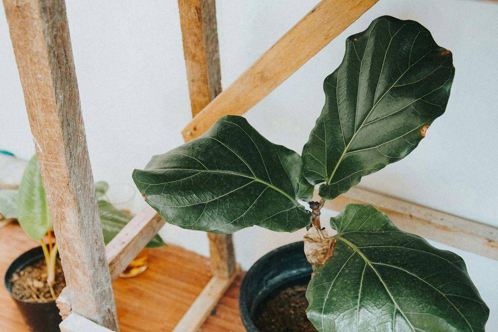 ilustrasi tanaman ficus lyrata (pexels.com/@kenzero14)
